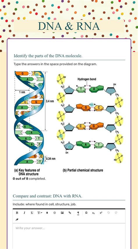 dna structure worksheet answers tangstar science
